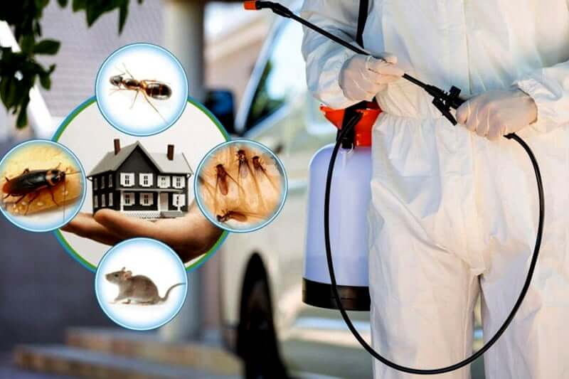 Pest Control Service