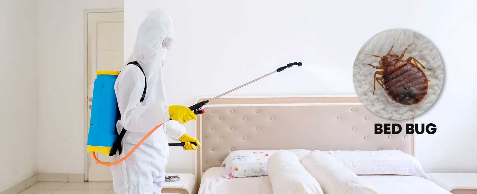 Bed Bug Control Services