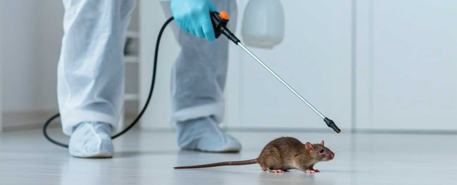 Rat Control Services